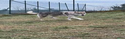 Lupo Cecoslovacco cani in regalo: DIANA bellissima - per esperti a Città Metropolitana di Torino - Annuncio 3