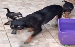 Pinscher Tedesco cani in vendita: Vendo - Immagine 5