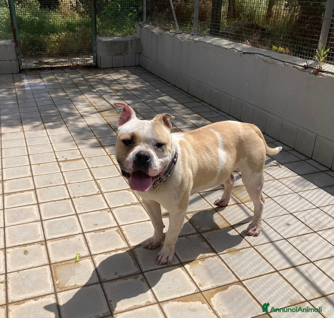 Altre razze cani in regalo: Ettore, splendido, un anno, cerca casa  a Città metropolitana di Roma Capitale - Annuncio 3