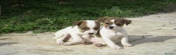 Jack Russell cani in vendita: Cuccioli jack russel  - Annuncio 5