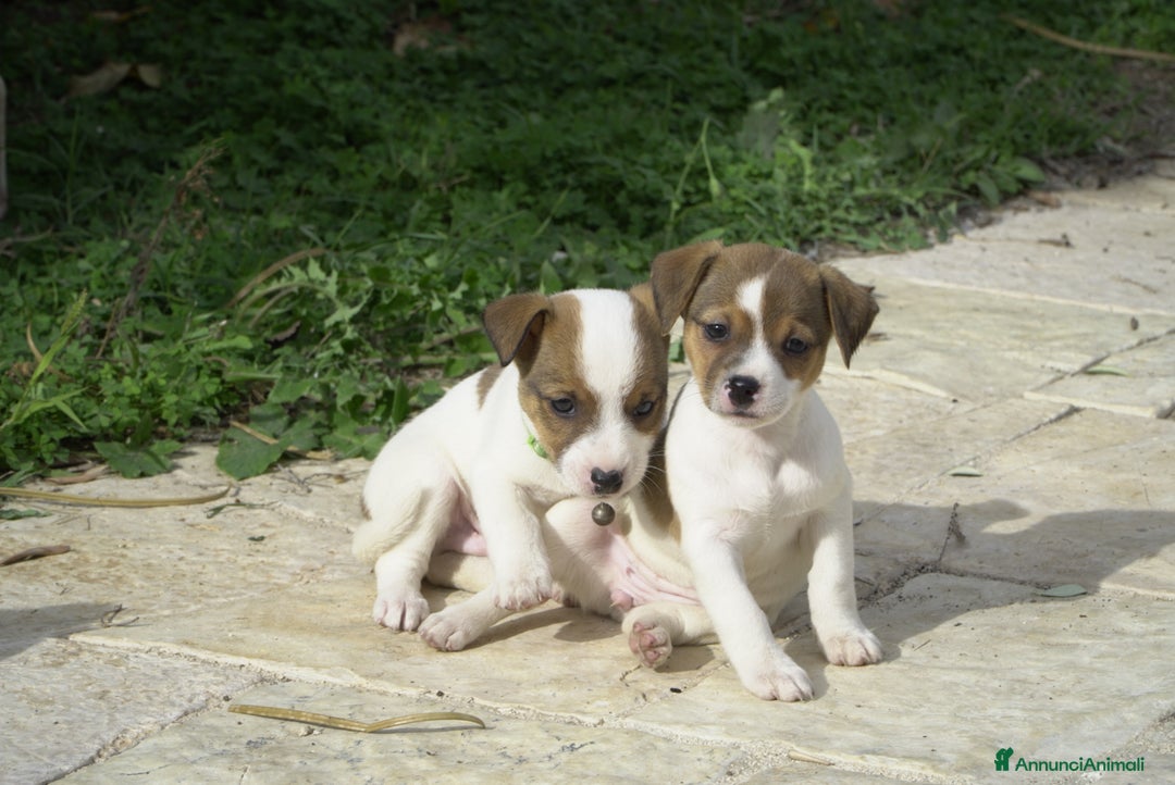 Jack Russell cani in vendita: Cuccioli jack russel  - Annuncio 5