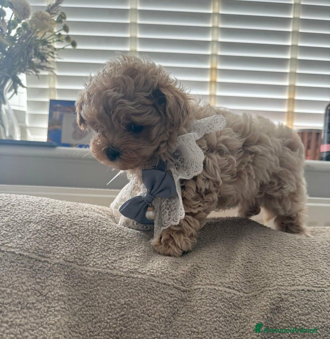 Meticcio cani in vendita: Bellissimi Maltipoo Mini F1 - Annuncio 9