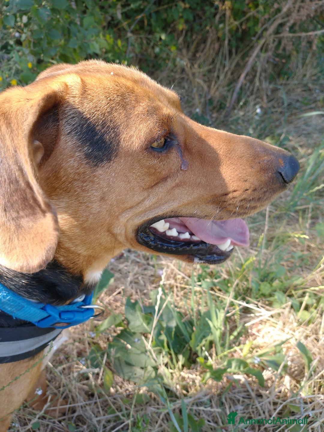 Segugio cani in regalo: Segugio 15/18mesi veniva cacciato a calci.MOLISE a Città metropolitana di Milano - Annuncio 5