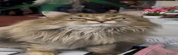 Siberiano gatti in vendita: 2 cucciole di Siberiano - Annuncio 6