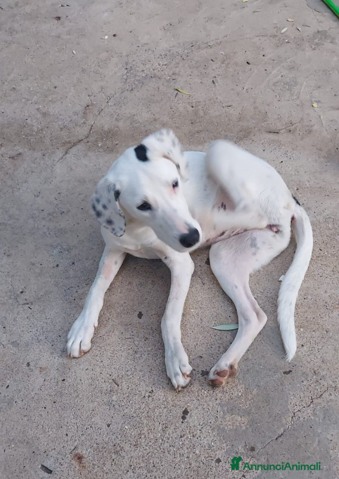 Meticcio cani in regalo: Thelma & Louise - sorelline cucciole meticce - Annuncio 4