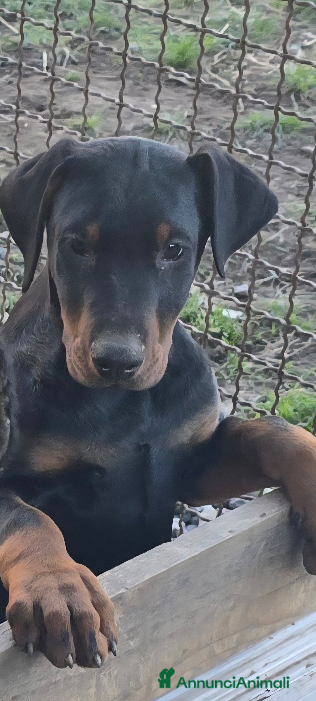 Dobermann cani in vendita: Cucciolo di dobermann - Annuncio 3