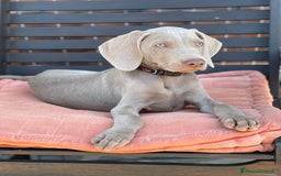Weimaraner cani in vendita: Cuccioli di Weimaraner  a Provincia di Verona - Annuncio 5
