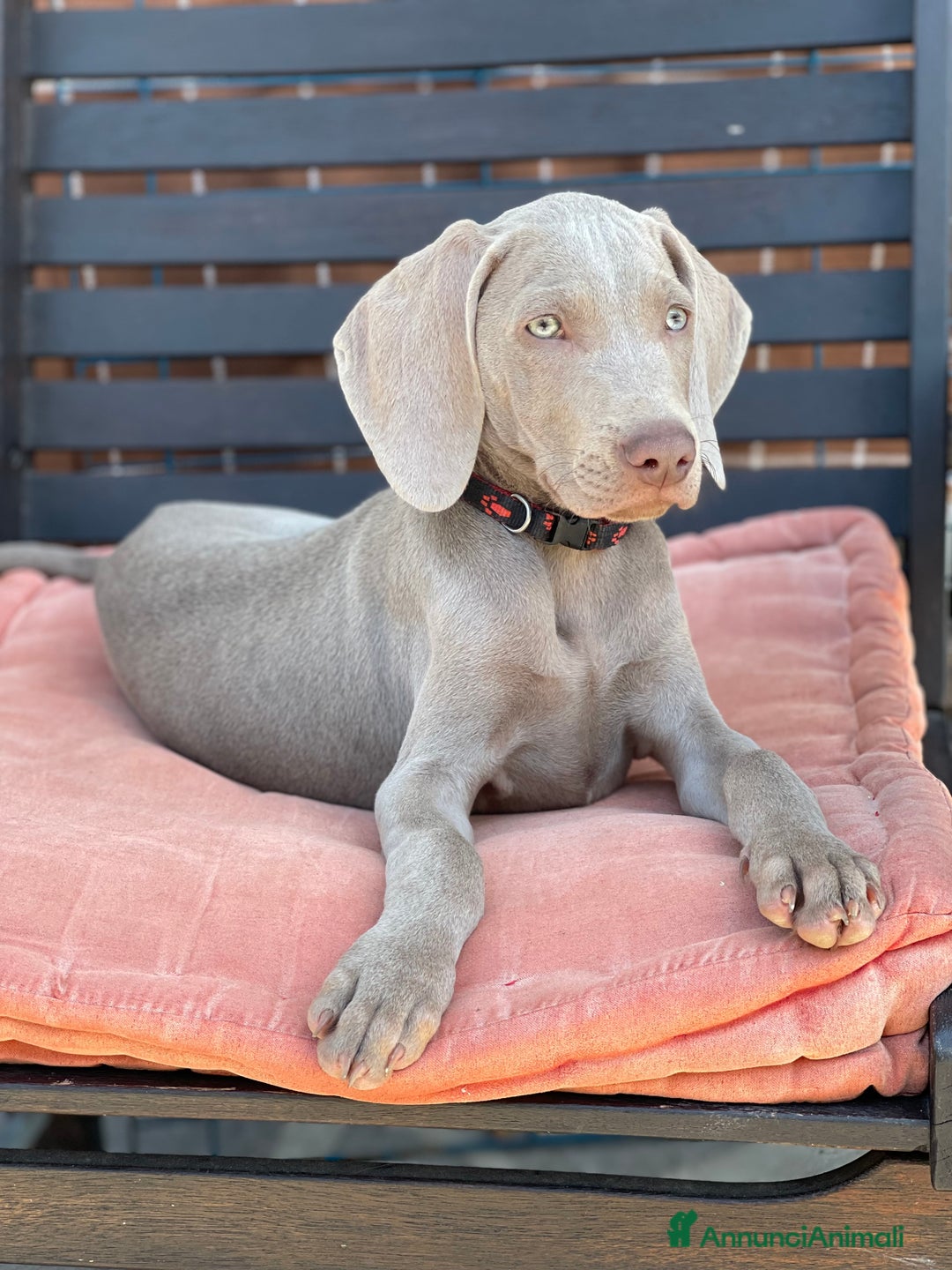 Weimaraner cani in vendita: Cuccioli di Weimaraner  a Provincia di Verona - Annuncio 5