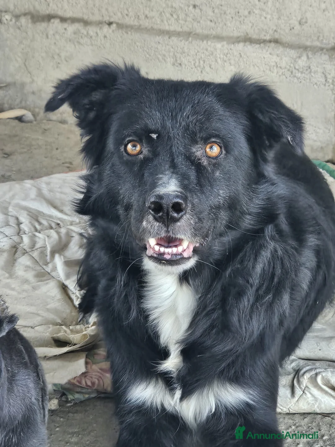 Meticcio cani in regalo:  Iron - Annuncio 1
