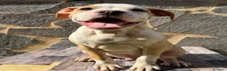 American Staffordshire cani in vendita: American Staffordshire terrier - Annuncio 3