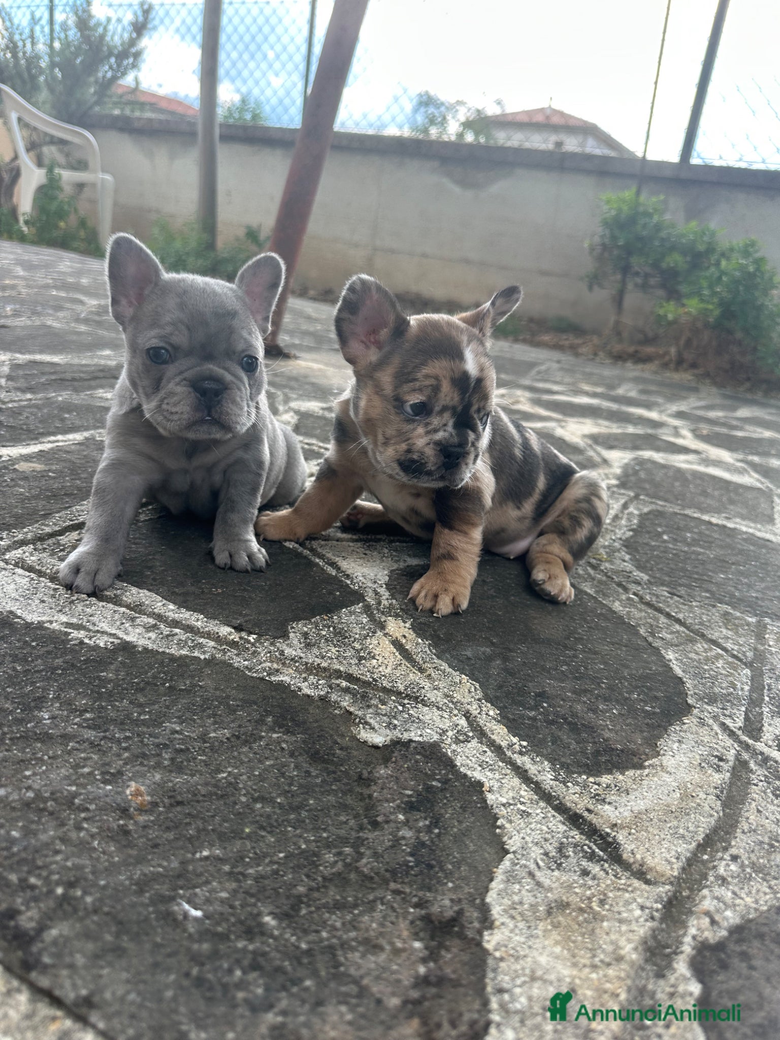 Bulldog Francese cani in vendita: bulldog francese blue occhi celesti, merlè, 2 nere - Annuncio 10