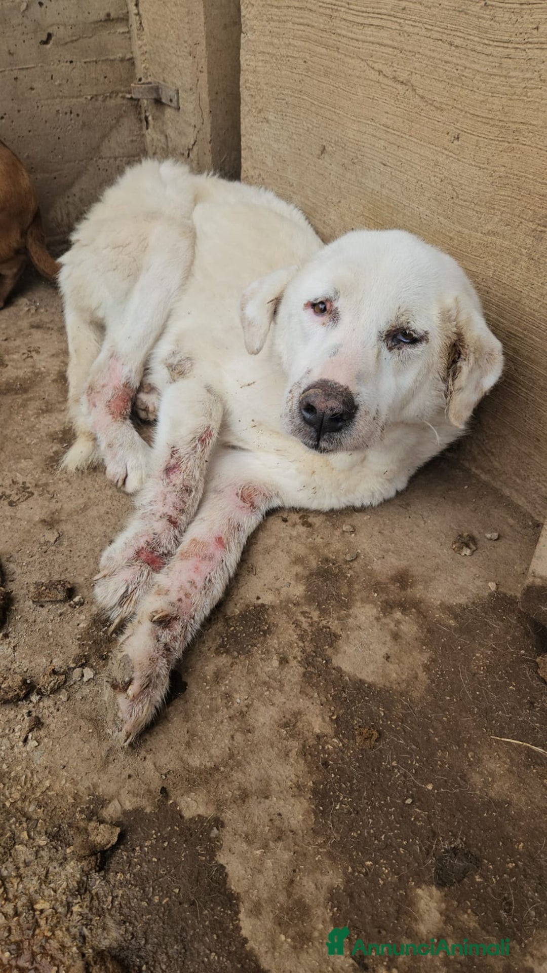 Meticcio cani in regalo: Consuelo: adozione del cuore o stallo  a Città Metropolitana di Genova - Annuncio 4