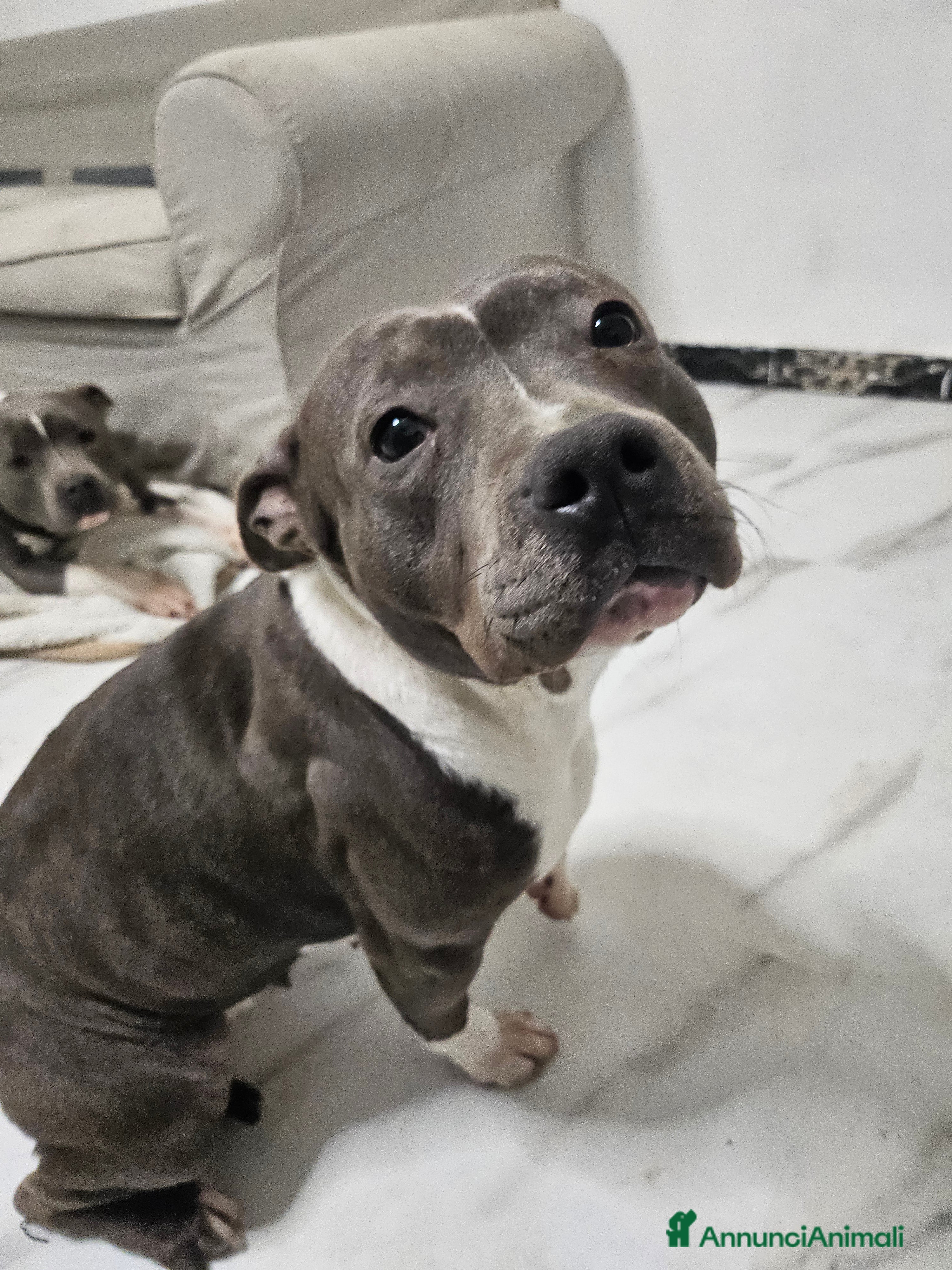 American Staffordshire cani Amstaff  - Annuncio 2