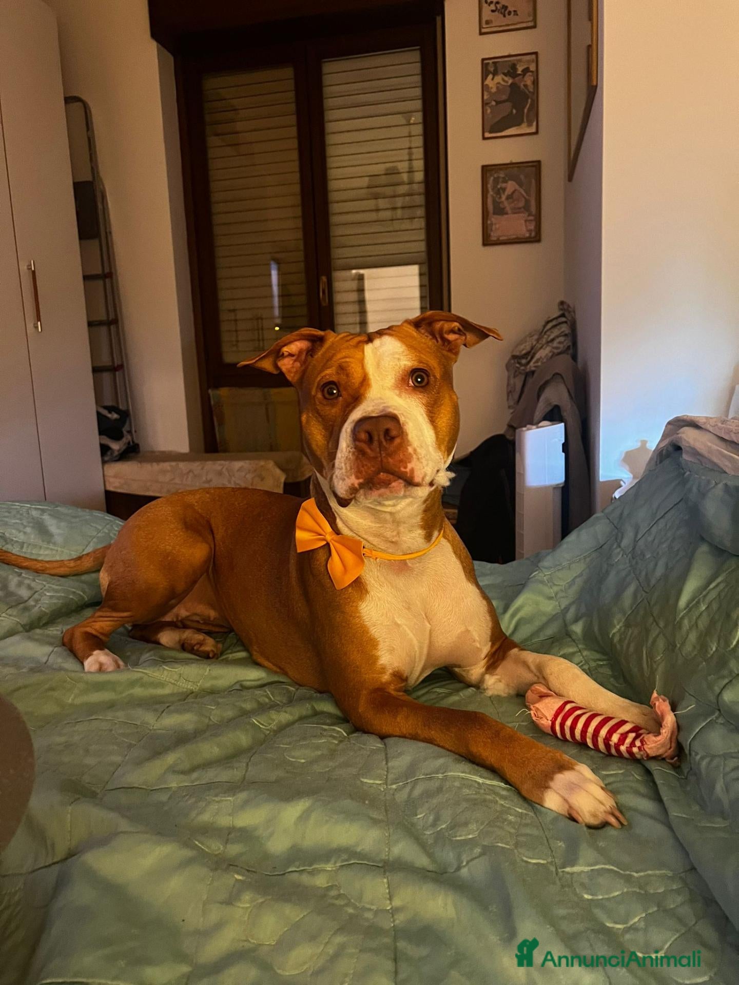 Pitbull cani Cucciola American Pitbull terrier  - Annuncio 1