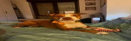Pitbull cani in vendita: Cucciola American Pitbull terrier  - Annuncio 1
