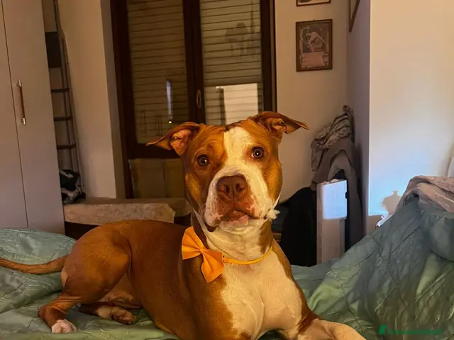 Pitbull cani Cucciole American Pitbull terrier - Annuncio 2