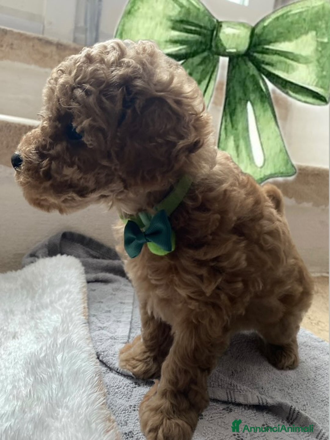 Barboncino Toy cani in vendita: Cuccioli Barboncini toy - Annuncio 4