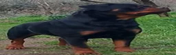 Rottweiler cani in vendita: Cuccioli rottweiler  - Annuncio 27