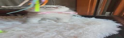 Scottish gatti in vendita: Scottish fold e straight  - Annuncio 17