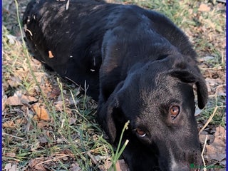 Meticcio cani BRENDA, CUCCIOLA 5 MESI RECUPERATA SOTTO IL SOLE - Annuncio 3