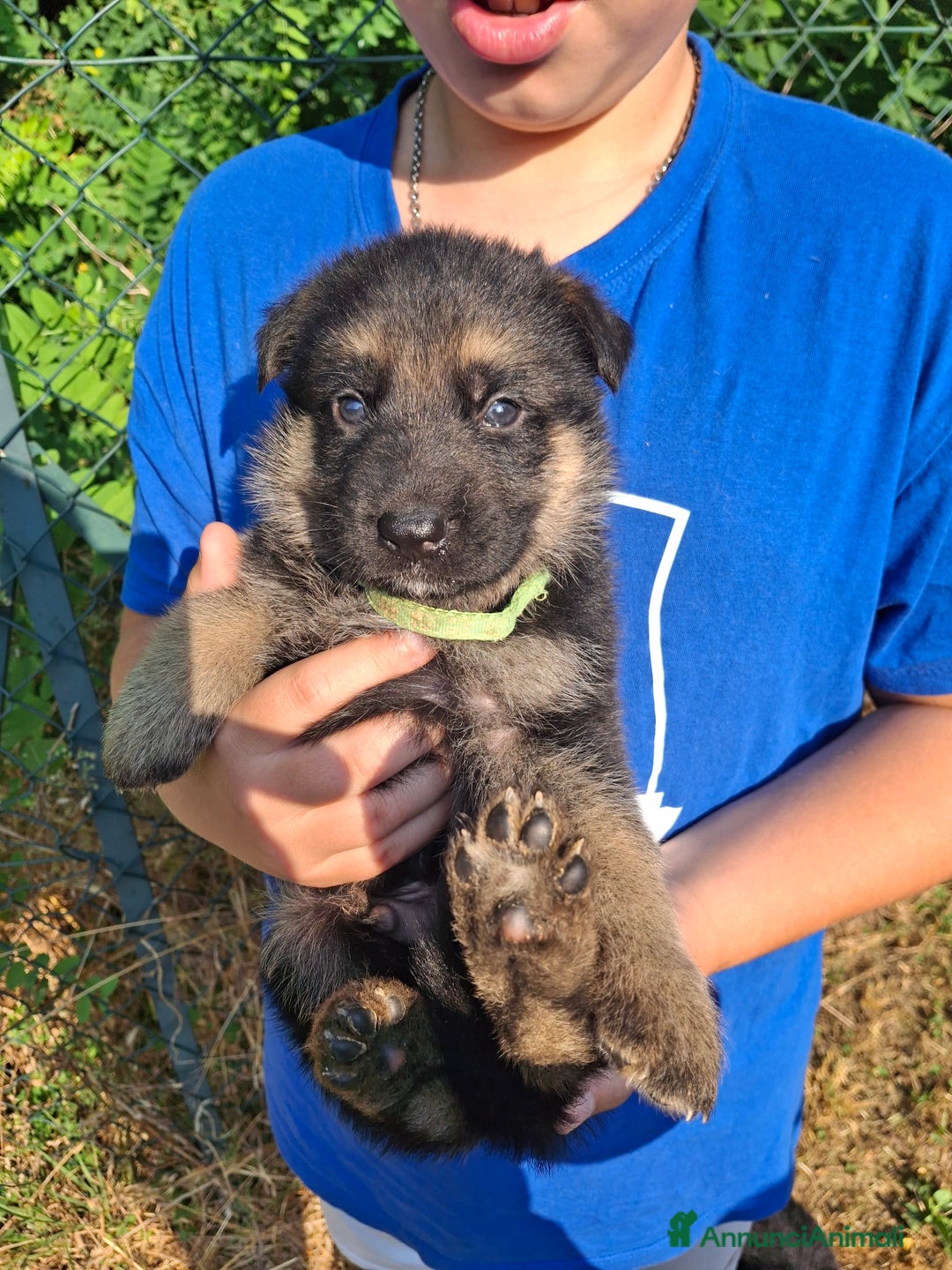 Pastore Tedesco cani in vendita: Cuccioli pastore tedesco  a Provincia di Cuneo - Immagine 3
