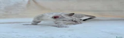 Bengala gatti in vendita: Cucciolo gatto bengala  - Annuncio 10