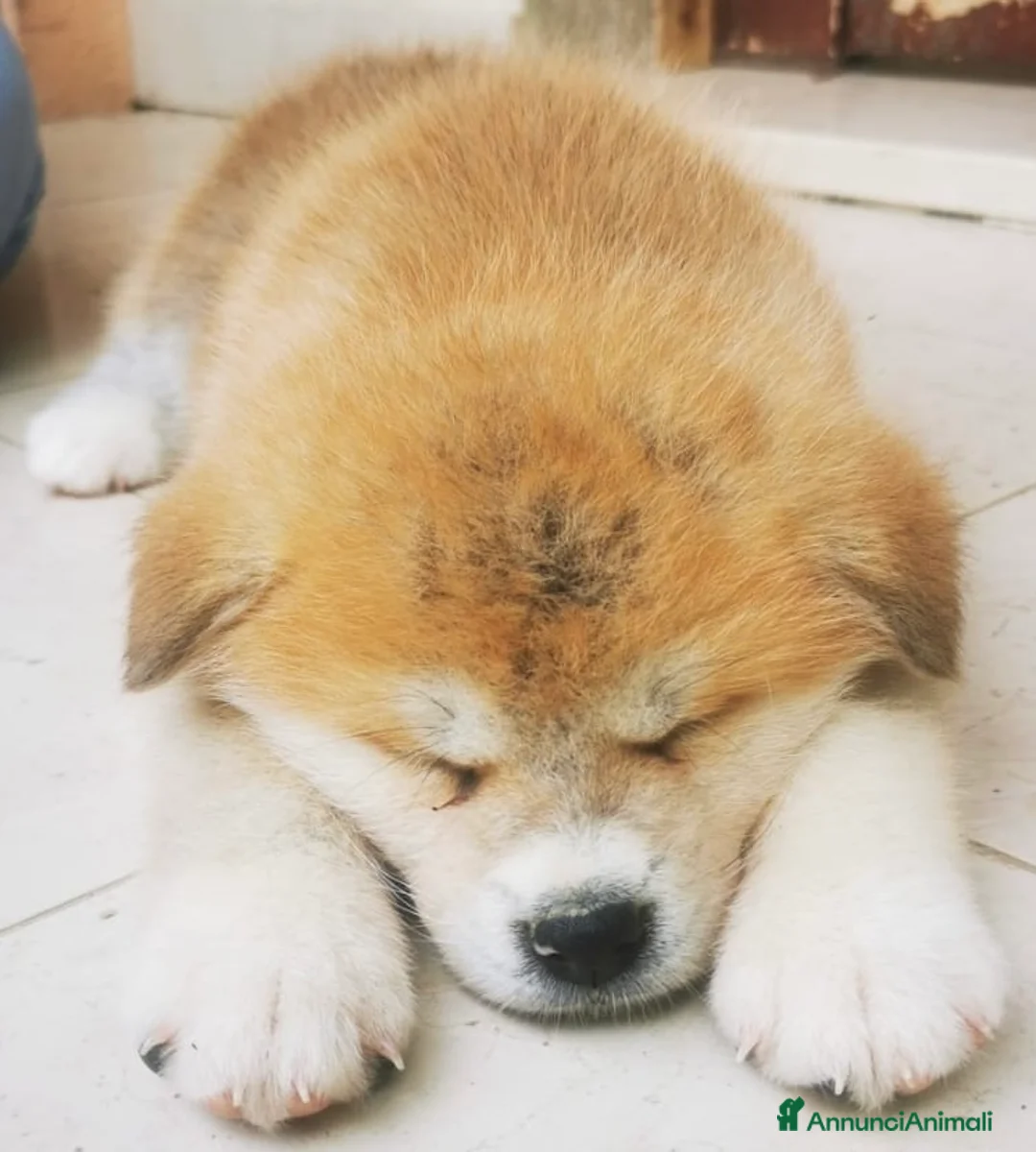 Akita Inu cani in vendita: Akita Inu - Annuncio 3