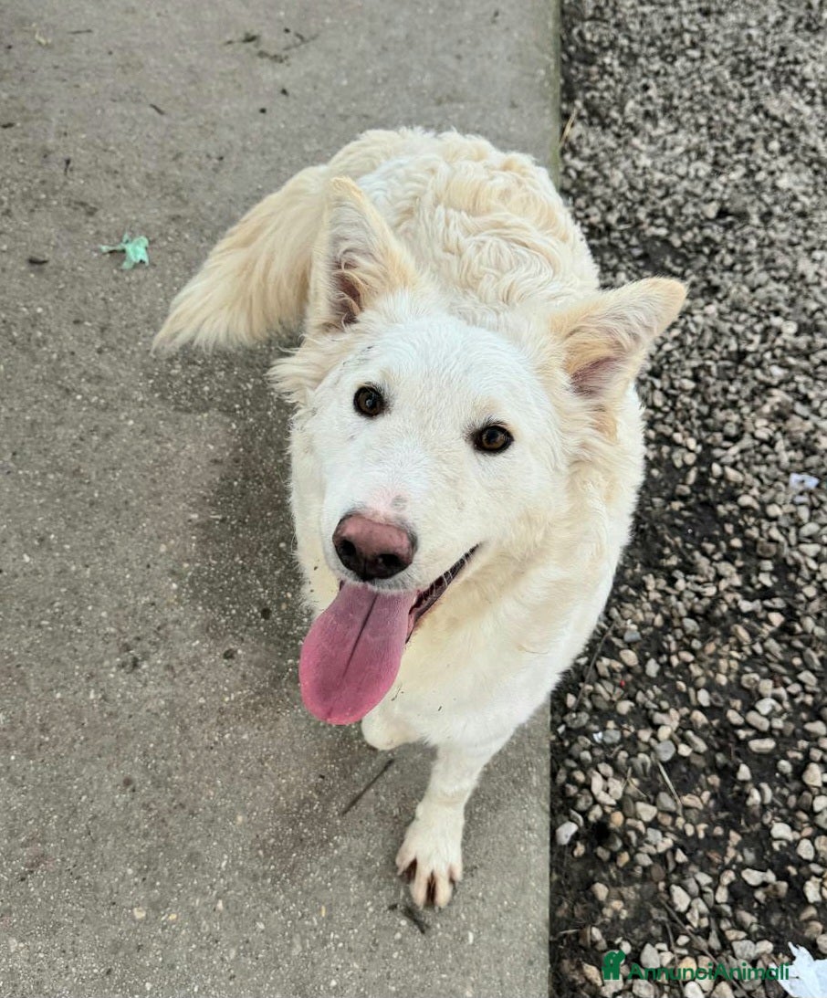 Meticcio cani Curzio 10 mesi taglia media  - Annuncio 5