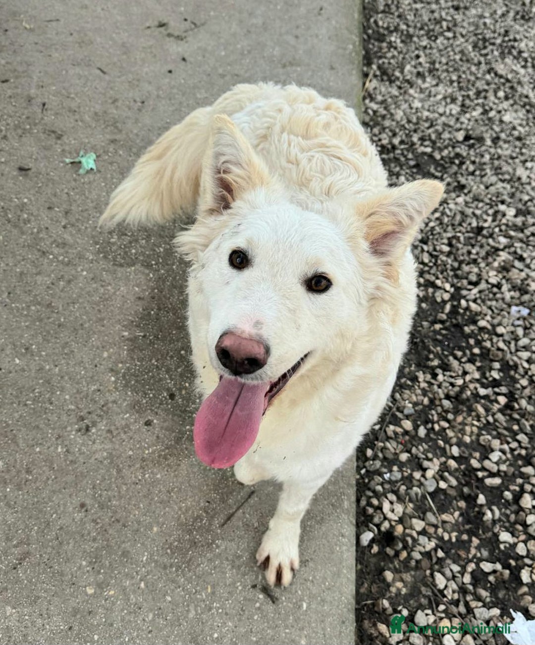 Meticcio cani in regalo: Curzio 10 mesi taglia media  - Annuncio 1