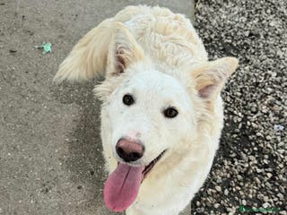 Meticcio cani Curzio 10 mesi taglia media - Annuncio 5