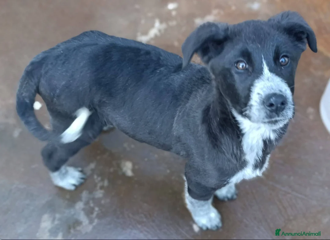 Meticcio cani in regalo: Cuccioli bellissimi e giocherelloni - Annuncio 11