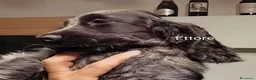 Cocker cani in vendita: Cucciolo Cocker Spaniel Inglese Blu Roano  - Annuncio 1