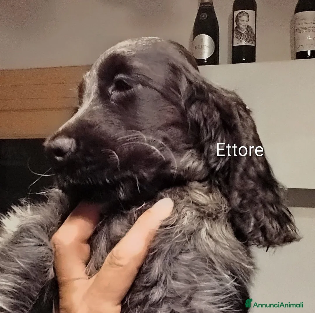 Cocker cani in vendita: Cucciolo Cocker Spaniel Inglese Blu Roano  - Annuncio 1