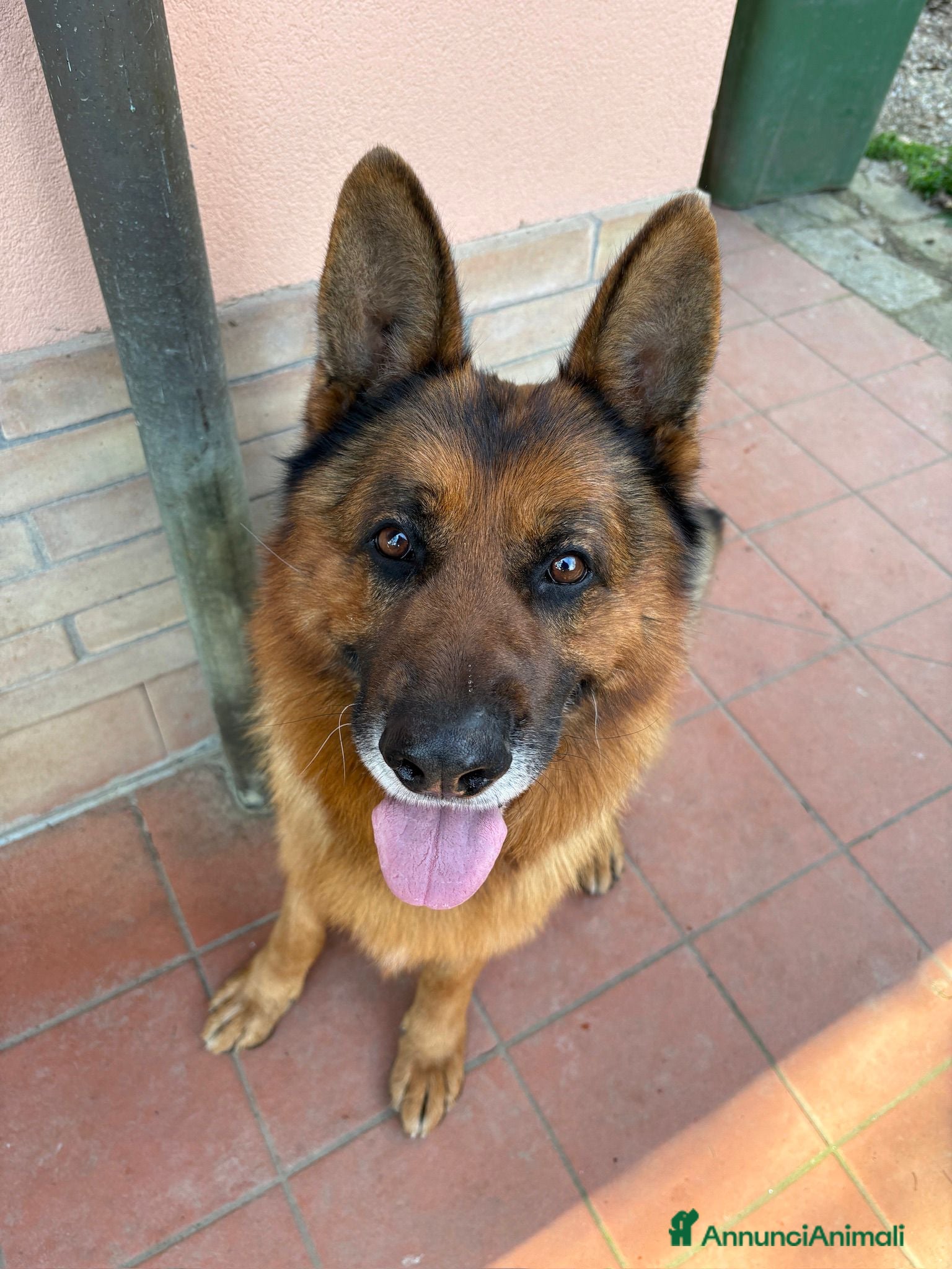 Pastore Tedesco cani Boss cerca casa - Annuncio 7