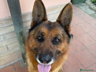 Pastore Tedesco cani Boss cerca casa - Annuncio 2