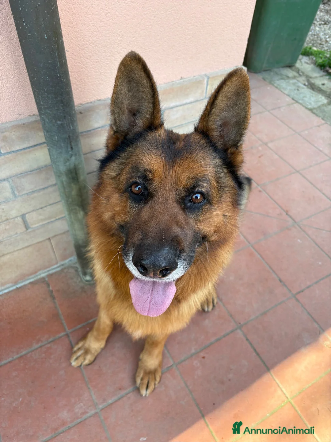 Pastore Tedesco cani in regalo: Boss cerca casa - Annuncio 1