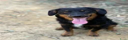 Meticcio cani in regalo: ZAYN, il cucciolo più affettuoso della terra! - Annuncio 4