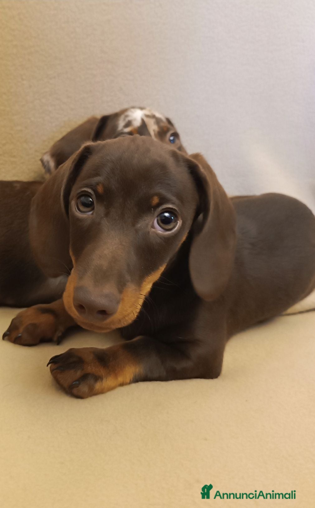 Bassotto cani Cucciolo bassotto cioccolato.  - Annuncio 29