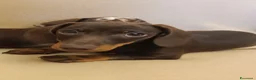 Bassotto cani in vendita: Cucciolo bassotto cioccolato.  - Annuncio 1