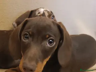 Bassotto cani Cucciolo bassotto cioccolato. - Annuncio 29