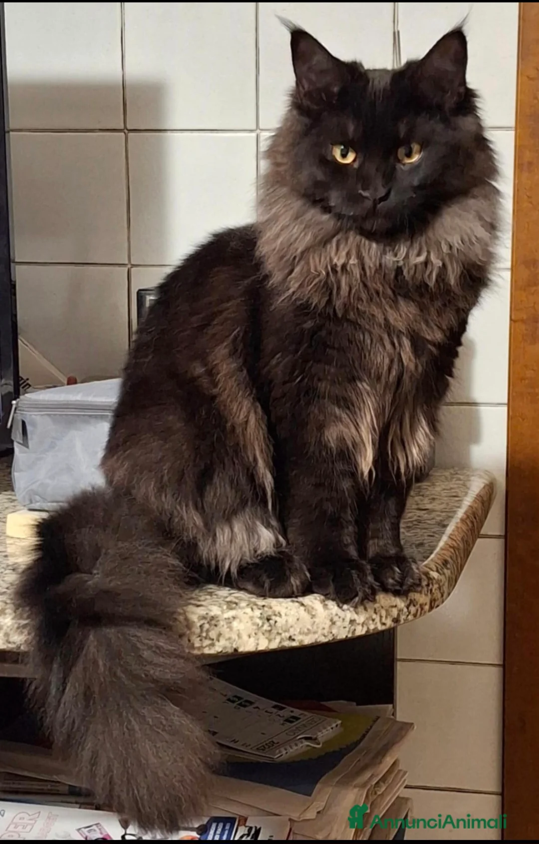 Maine Coon gatti in vendita: Maine coon  - Annuncio 6