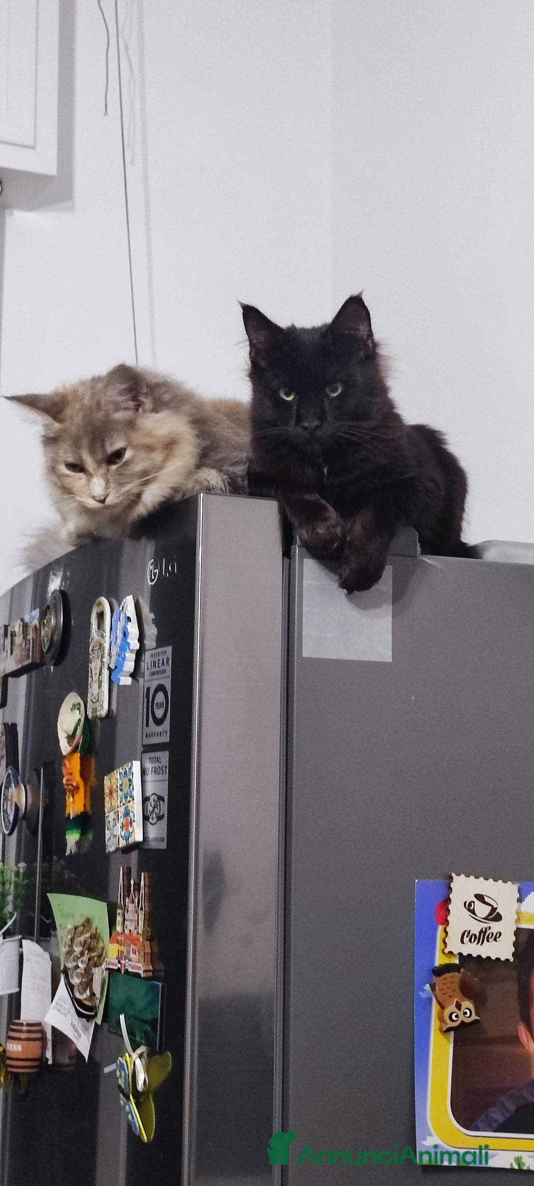 Maine Coon gatti in vendita: Maine coon - Annuncio 7