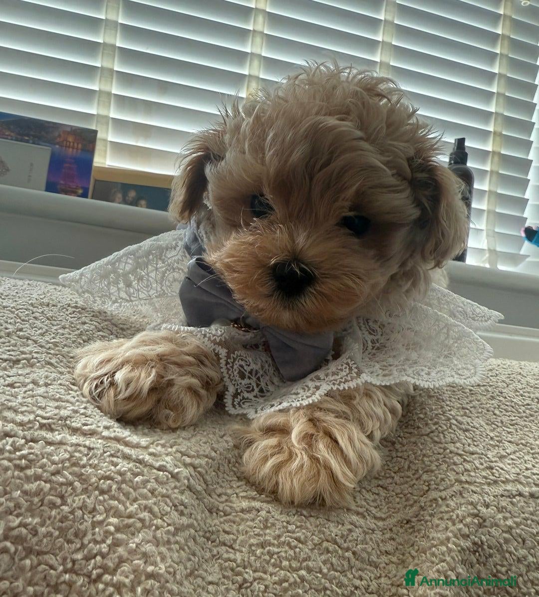 Meticcio cani in vendita: Bellissimi Maltipoo Mini F1 - Annuncio 10