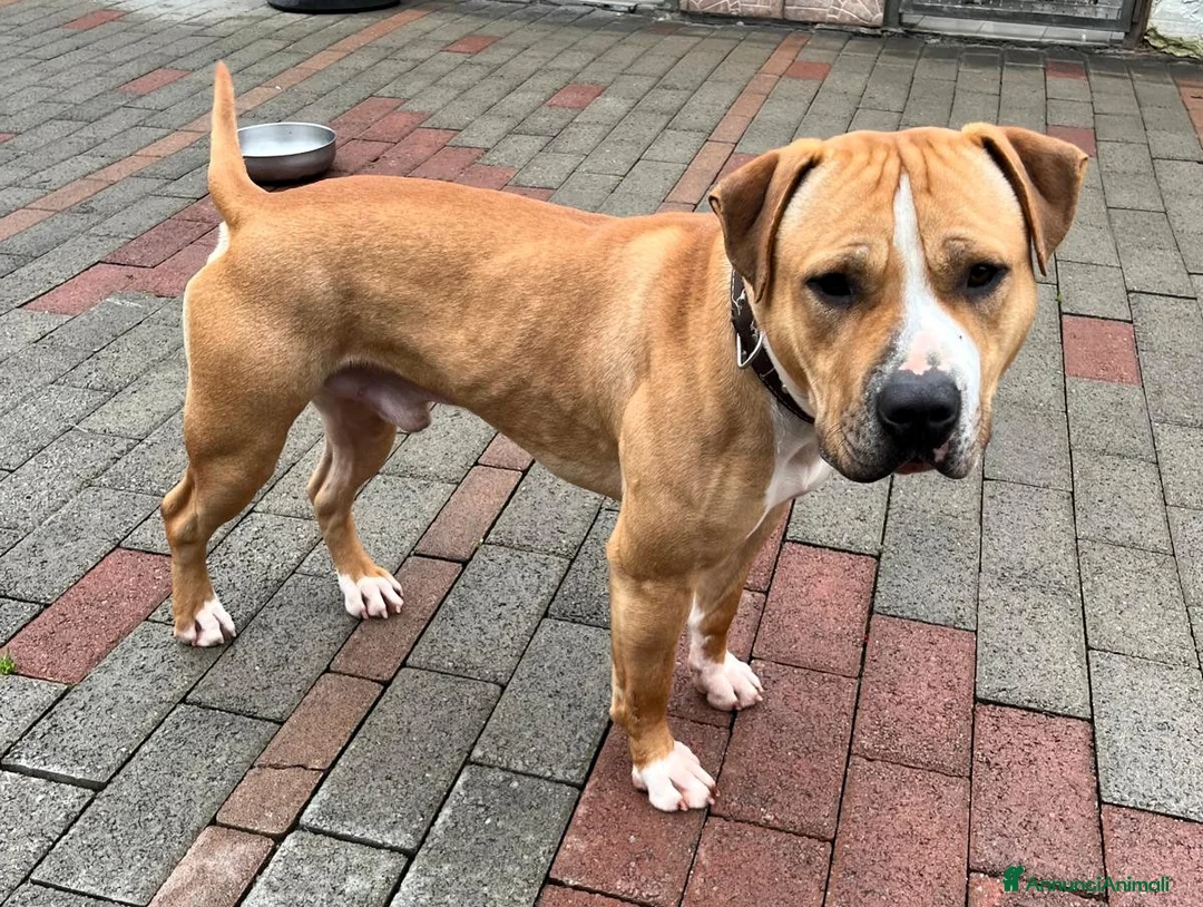 Meticcio cani in regalo: PABLO BELLISSIMO PIT - Annuncio 8