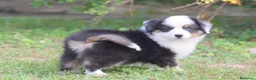 Miniature American Shepherd cani in vendita: MINIATURE AMERICAN SHEPHERD - Annuncio 10