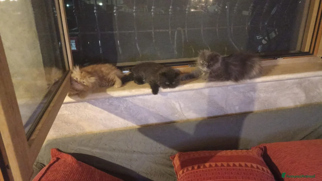 Persiano gatti in vendita: Cucciolo persiano a Città metropolitana di Roma Capitale - Annuncio 2