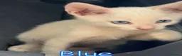 Europeo gatti in regalo: BLUE SPLENDIDO GATTINO - Annuncio 3