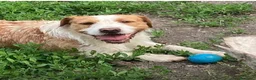 Meticcio cani in regalo: Simil spinone  a Città Metropolitana di Napoli - Annuncio 2