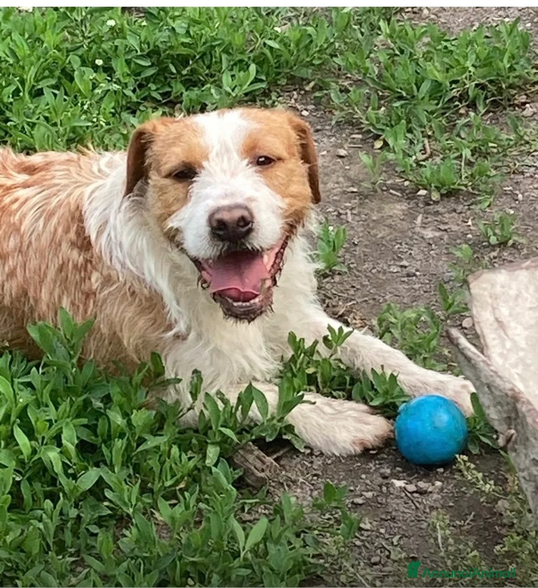Meticcio cani in regalo: Simil spinone  a Città Metropolitana di Napoli - Annuncio 2