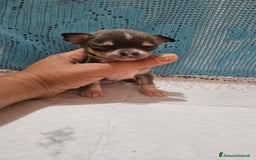 Chihuahua cani in vendita: Chihuahua da Allevamento Cucciolisole  a Provincia di Pisa - Immagine 9